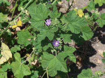 Malva nicaeensis e M. sylvestris